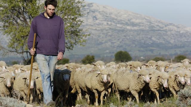 Domaine du merle, activite pastorale, berger et troupeau de mouton, brebis