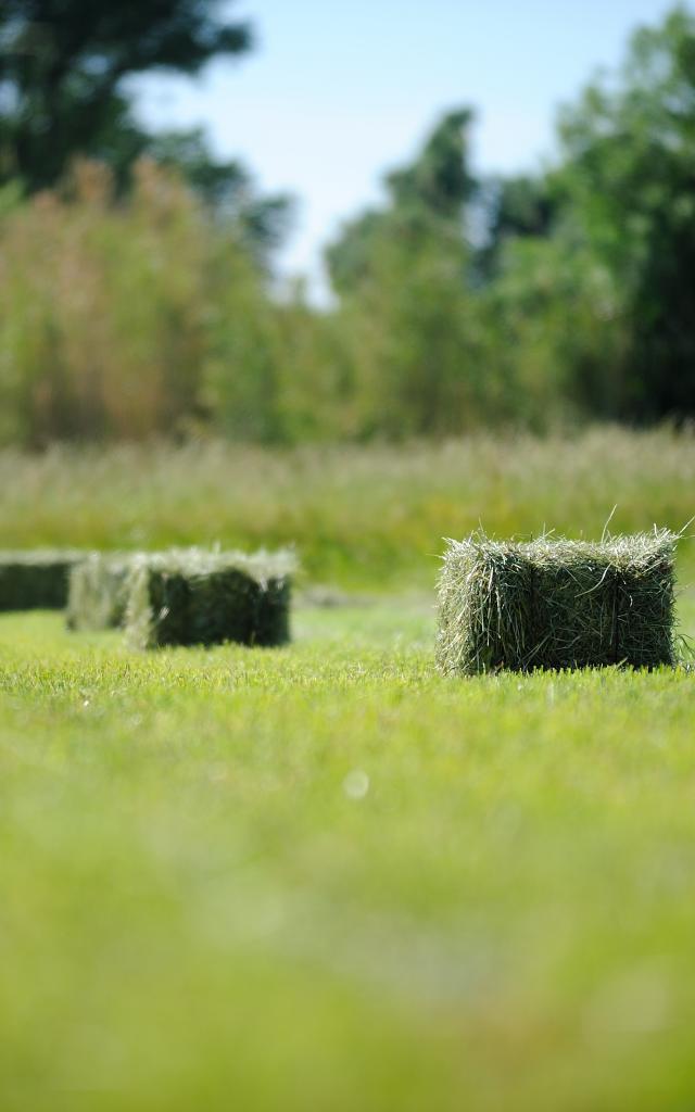 Champs de culture du foin AOC de la Crau.
Les andains de foin sont mis en balle ou botte avant leur chargement sur tracteur.
www.ericfabrer.fr - contact@ericfabrer.fr - + 33 6 62 36 20 91 - Haute définition sur demande.