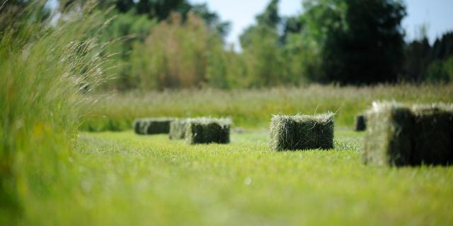 Champs de culture du foin AOC de la Crau.
Les andains de foin sont mis en balle ou botte avant leur chargement sur tracteur.
www.ericfabrer.fr - contact@ericfabrer.fr - + 33 6 62 36 20 91 - Haute définition sur demande.