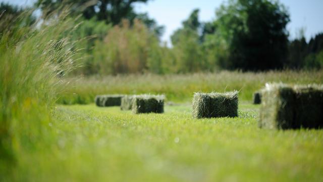 Champs de culture du foin AOC de la Crau.
Les andains de foin sont mis en balle ou botte avant leur chargement sur tracteur.
www.ericfabrer.fr - contact@ericfabrer.fr - + 33 6 62 36 20 91 - Haute définition sur demande.