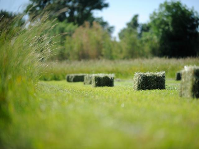 Champs de culture du foin AOC de la Crau.
Les andains de foin sont mis en balle ou botte avant leur chargement sur tracteur.
www.ericfabrer.fr - contact@ericfabrer.fr - + 33 6 62 36 20 91 - Haute définition sur demande.