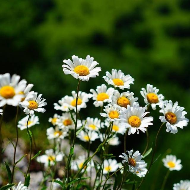 Marguerite