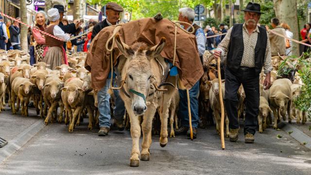 La Transhumance